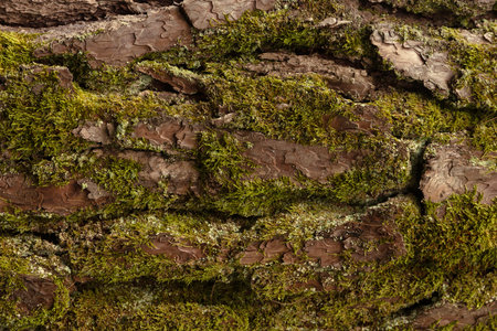 Moss Cover on Pine Tree Bark Close Up Textureの写真素材