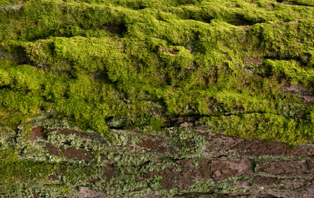Moss Cover on Pine Tree Bark Close Up Textureの写真素材