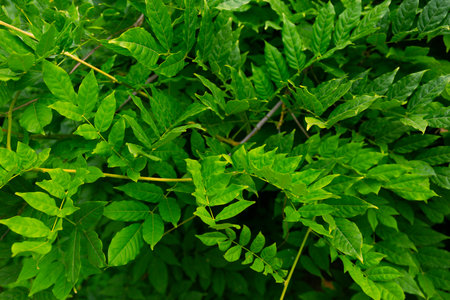 Green Leaves Close Up Background