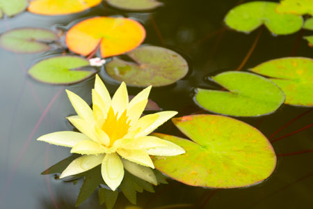 Water Lily Flowers and Leaves on the Pondの写真素材