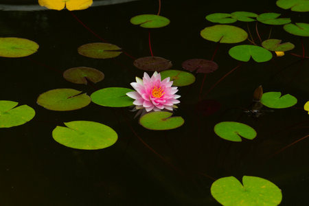 Water Pink Lily Flowers and Leaves on the Pondの写真素材