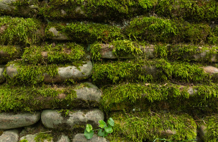 Wet Stone Wall with Green Mossの写真素材