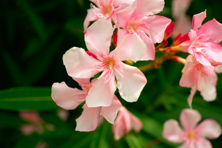 Beautiful Light Pink Oleander Flowers on Blur Green Leaves Backgroundの写真素材