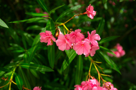 Pink Oleander Flowers on Blur Green Leaves Backgroundの写真素材