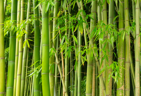 Close Up Bamboo Trunks Forest Textureの写真素材