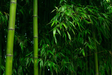 Close Up Bamboo Trunks Forest Textureの写真素材