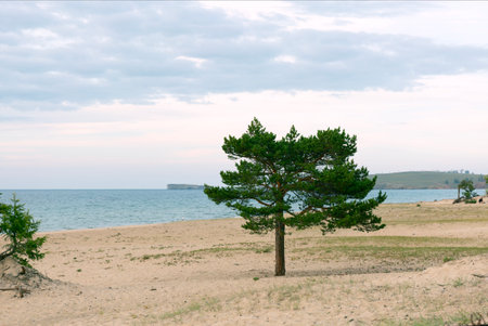 Lonely Larch on the Sandy Beach of Lake Baikalの写真素材