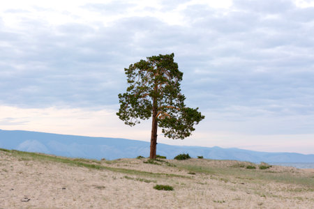 Lonely Larch on the Sandy Beach of Lake Baikalの写真素材