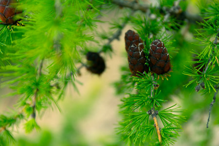 Lonely Larch on the Sandy Beach of Lake Baikalの写真素材