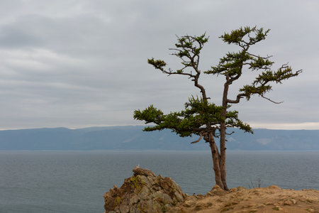 Lonely Larch on Lake Baikal Backgroundの写真素材
