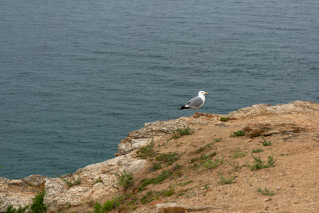 Seagull Sitting on the Rock on Baikal Lake Background.の写真素材