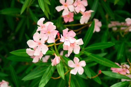 Beautiful Light Pink Oleander Flowers on Blur Green Leaves Backgroundの写真素材