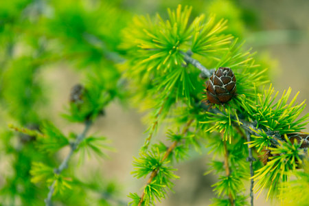 Baikal Larch Pine Cones Close Up Soft Backgroundの写真素材