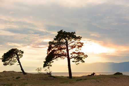 Lonely Larch on Sunset Sandy Beach of Lake Baikalの写真素材