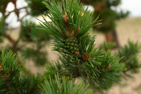 Baikal Pine Cones Close Up Soft Backgroundの写真素材
