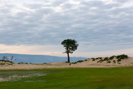 Lonely Larch on the Sandy Beach of Lake Baikalの写真素材