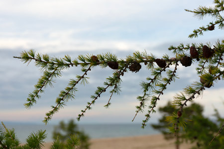 Baikal Larch Pine Cones on Defocused Send Baikal Beachの写真素材