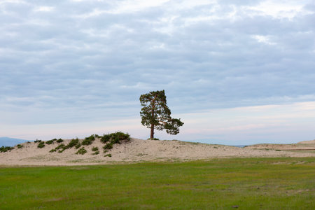 Lonely Larch on the Sandy Beach of Lake Baikalの写真素材