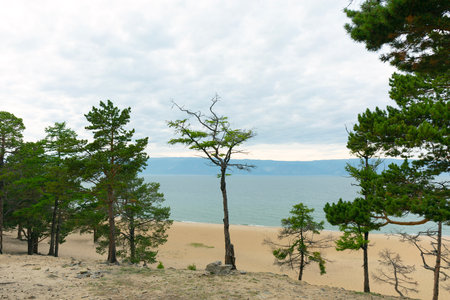 Larch Trees on the Sandy Beach of Lake Baikalの写真素材
