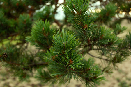 Baikal Pine Cones Close Up Soft Backgroundの写真素材