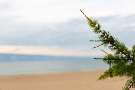 Baikal Larch Pine Cones on Defocused Send Baikal Beachの写真素材