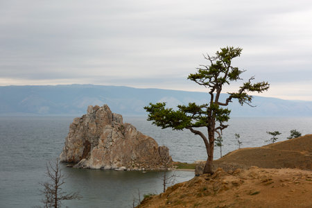 Lonely Larch on Lake Baikal Backgroundの写真素材