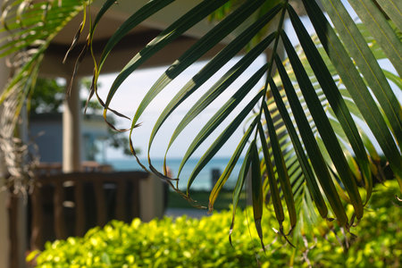 Close up Coconut Tree Green Leaves on Blur Blue Sea and Hotel Background.の写真素材