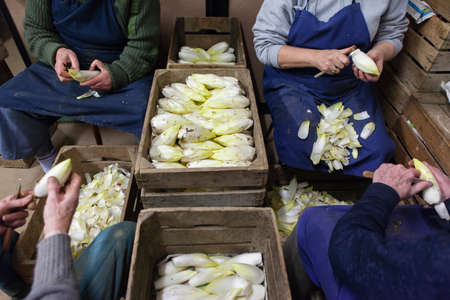 Endives grown in real soil being cleanedの写真素材