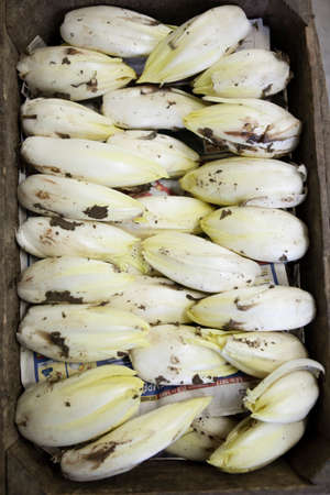 Endives grownの写真素材