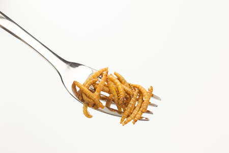 roasted edible mealworms on a forkの写真素材