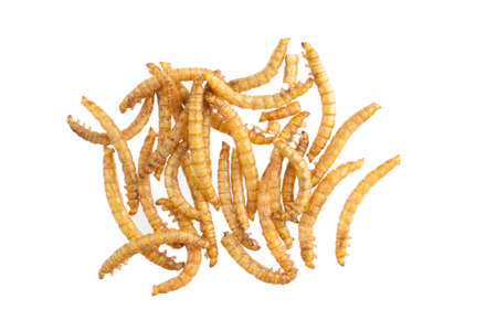 roasted edible mealworms on white backgroundの写真素材