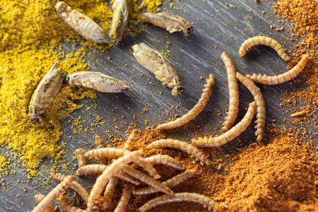 roasted and spiced edible crickets and mealwormsの写真素材
