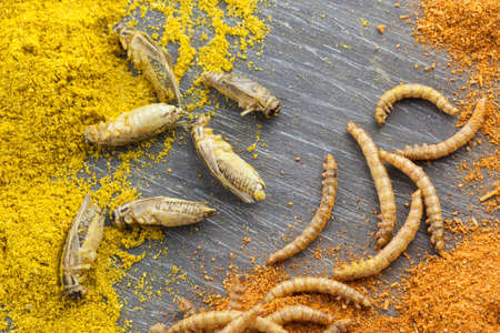 roasted and spiced edible crickets and mealwormsの写真素材