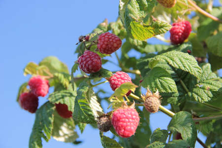 Raspberry on a background sky