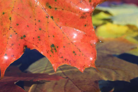 autumn leaves of maple and oak on the water