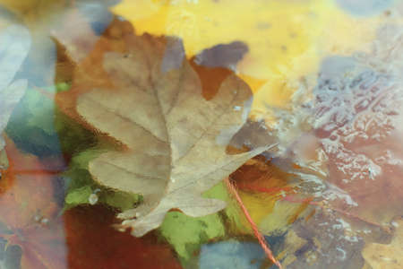 fallen autumn leaves and the first ice