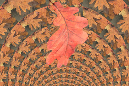 fabulous crooked tree and oak leafの写真素材