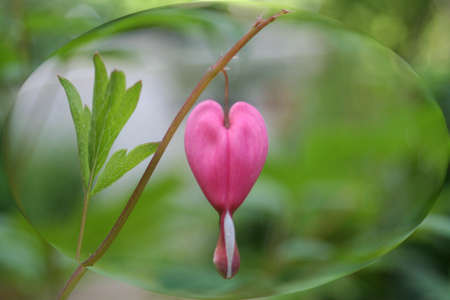 A bleeding heart flowerencased in a water bubble の写真素材