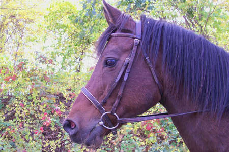 Side view of a beautiful Arabian horseの写真素材
