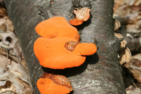 A closeup of an orange mushroom on a dead log 