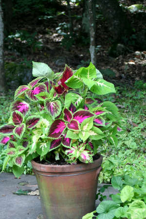 Coleus On Steroidsの写真素材