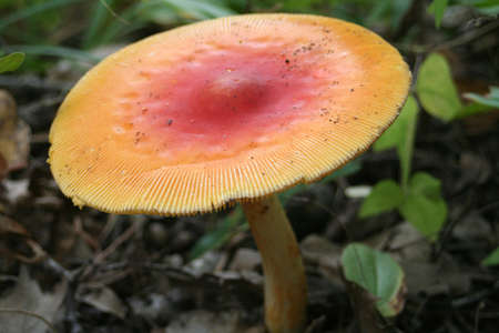 Red Cap Mushroomの写真素材