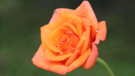 Macro Roseの写真素材