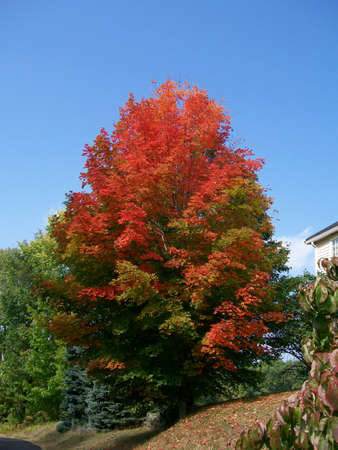 The Foliage Treeの写真素材