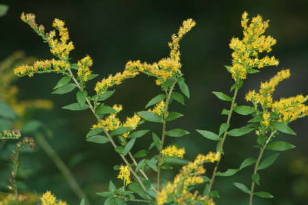 Golden Rodの写真素材
