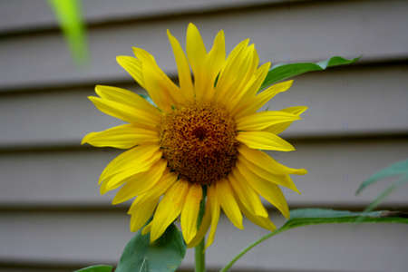 Sunflowerの写真素材