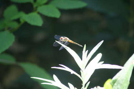 Dragon Flyの写真素材