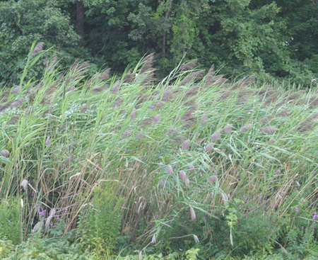 Swaying Wild Bambooの写真素材