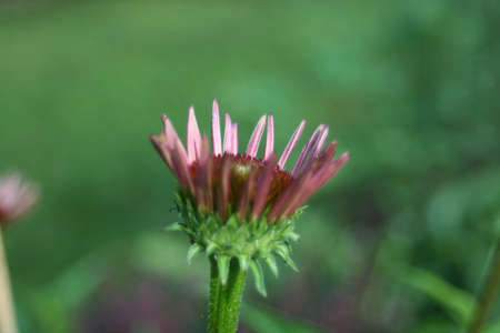 Baby Coneの写真素材