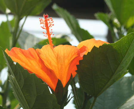 V Shape Flora の写真素材